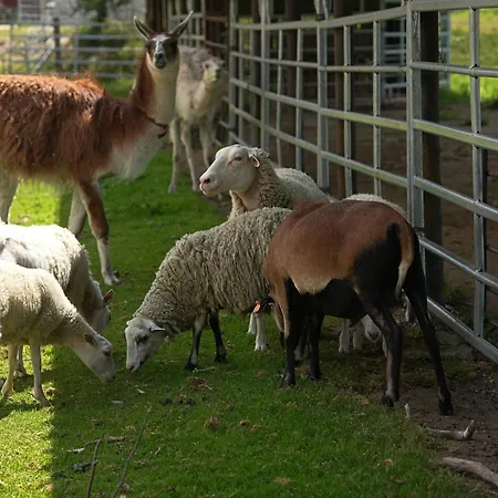 Marianówek Apartament *