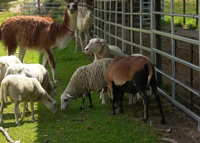 Marianówek Apartament *