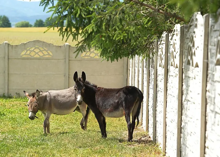 Apartament Marianówek *