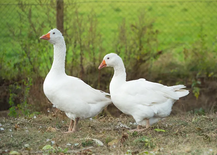 Marianówek Apartament Dobrocin