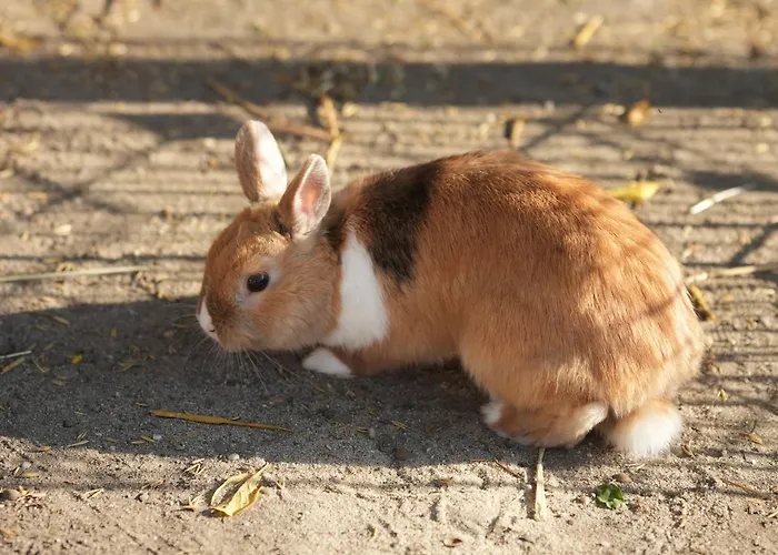 Apartament Marianówek Dobrocin